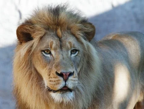Lion looking right Stock Photos