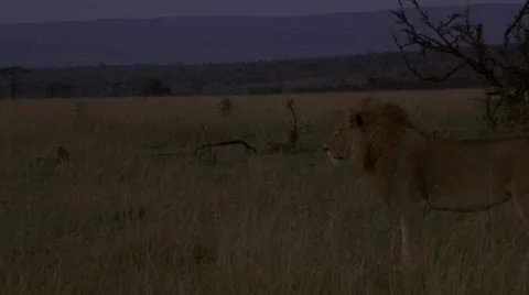 Lion looking, walking through grass Stock Footage 12656309