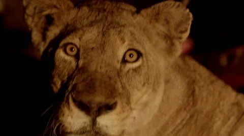 Lion Looks at Camera Night Stock Footage 55656891