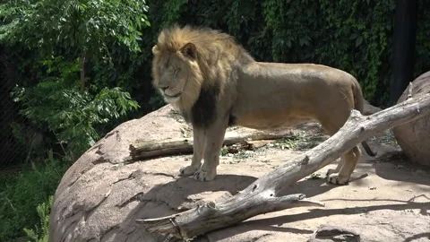 Lion Looks Down From Cliff Stock Footage 138672947