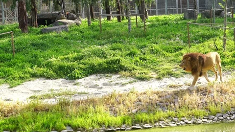 Lion loop Stock Footage 89146162