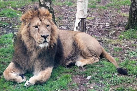 A lion lounges Stock Photos