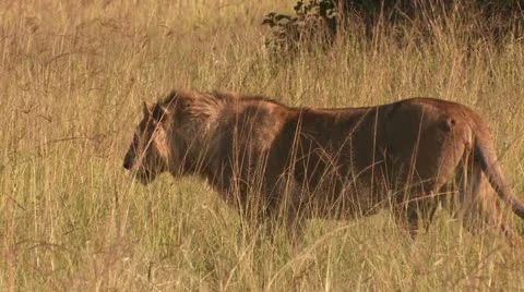 Lion lurking and attack Stock Footage 22262716