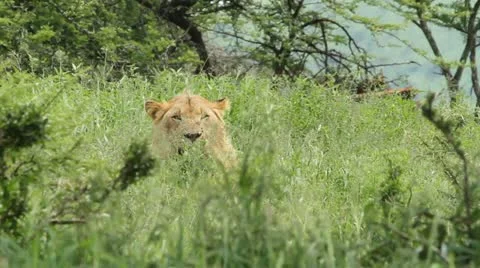 Lion in the lush green grass Stock Footage