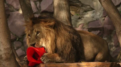 Lion, lying among tree and playing with a torn red plastic cone. Stock Footage 46289587