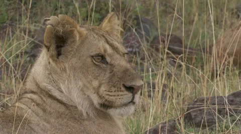 Lion lying and watching Stock Footage 12649195