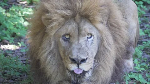 Lion lying and watching Stock Footage 156010341