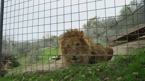 Lion lying in cage growling at trainer in slow motion p1 Stock Footage 111294572