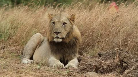 Lion lying down and observing its surroundings Stock Footage 11130859