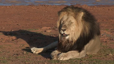 Lion lying down Video stock 115493250