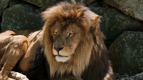 A lion lying down Stock Footage 278745689