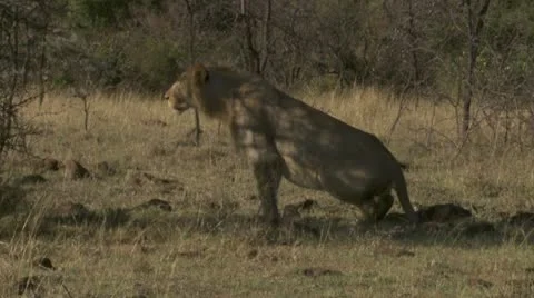 Lion lying down on grass Stock Footage 12650739