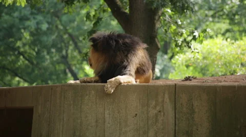 A lion lying down looks around his surroundings Stock Footage 65091952
