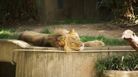 A lion lying down looks into the camera Stock Footage 65091914