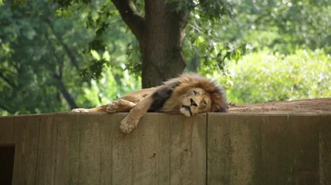A lion lying down looks into the camera Stock Footage 65091951