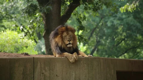 A lion lying down looks into the camera Stock Footage 65092640