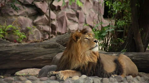 A lion, lying on fallen dry tree background, looking away and sniffing the air. Stock Footage 42857540