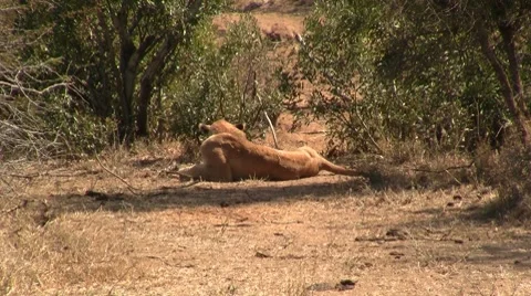 Lion lying  Stock Footage 8626288