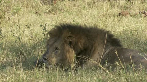 Lion lying in the grass, close-up Stock Footage 12644897