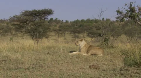 Lion lying in the grass Stock Footage 12644864