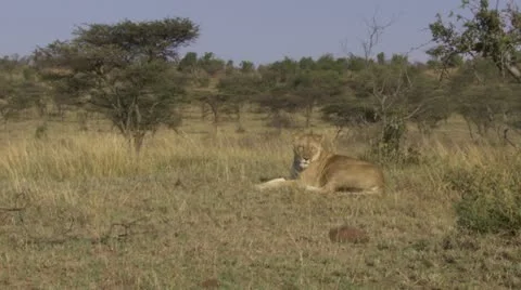 Lion lying in the grass Stock Footage 12644869