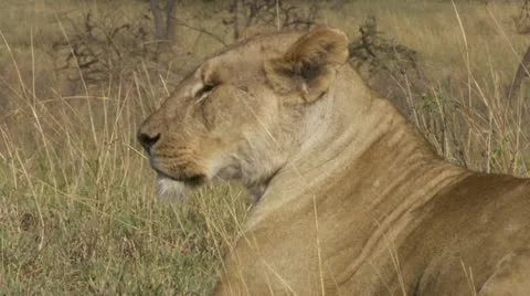 Lion lying in the grass Stock Footage 12644903