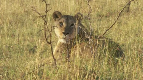 Lion lying in grass Stock Footage 12650114
