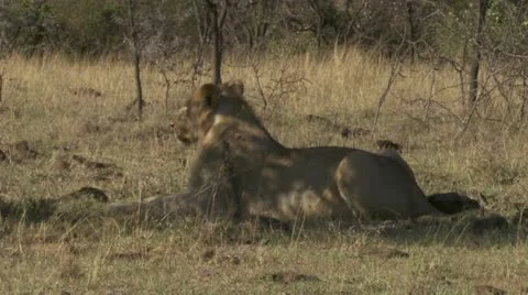 Lion lying on grass Stock Footage 12650747