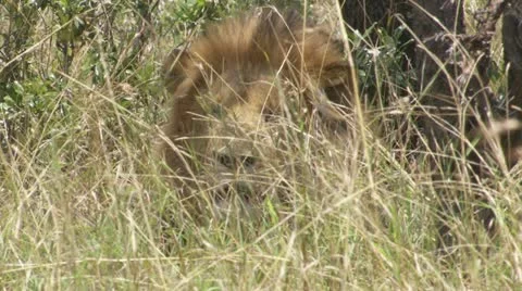 Lion lying on grass Stock Footage 12650787