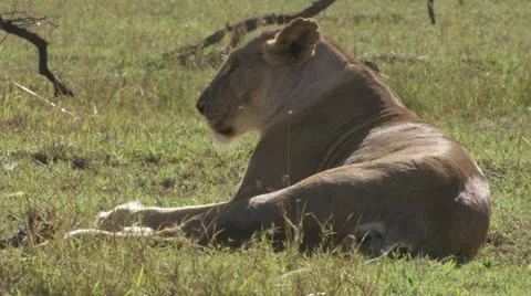 Lion lying in the grass Stock Footage 12651449