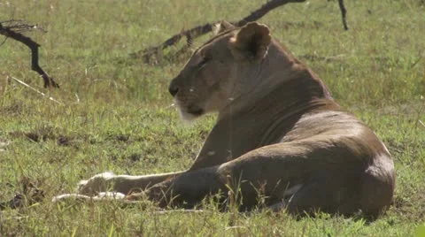 Lion lying in the grass Stock Footage 12651497