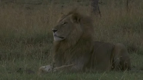 Lion lying in grass Video stock 12656414
