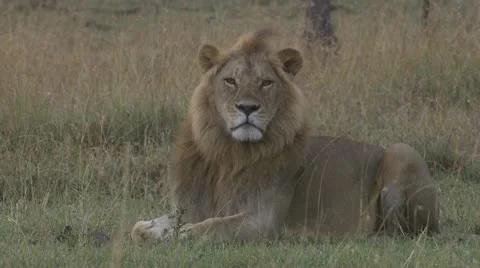 Lion lying in grass Video stock 12656415