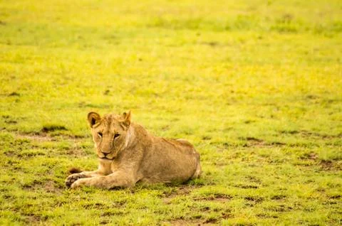 Lion lying in the grass gaggling Stock Photos