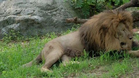 Lion lying on the grass playing Stock Footage 113830515