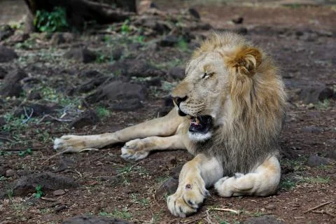 Lion is lying on the grass resting under a tree Stock Photos