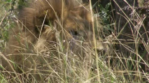 Lion lying on grass, watching through grass Stock Footage 12650793