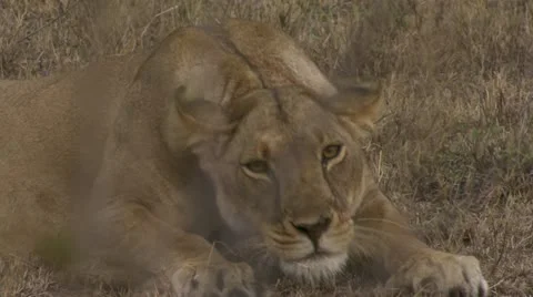 Lion lying in grass, yawing Stock Footage 12647147