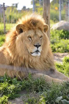 Lion lying in the grass in the zoo Stock Photos
