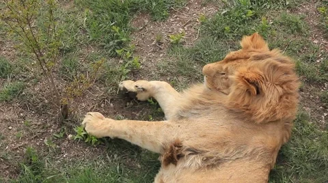 Lion lying on the ground Stock Footage 39975341