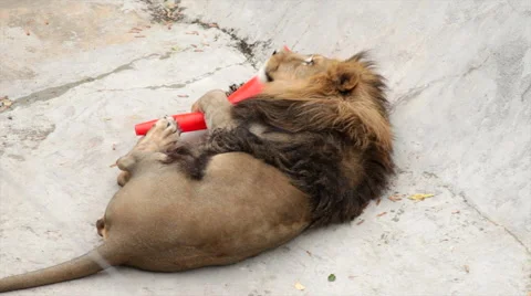 Lion, lying on ground, is playing with a red plastic cone like little kitty. Stock Footage 46292282