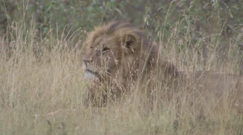 Lion lying in high grass Stock Footage 12654787
