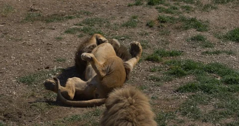 The lion is lying on his back with his paws raised Stock-Footage 91400651