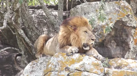 Lion lying on a rock, Kenya Video stock 46961535