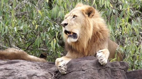 Lion lying on a rock, Kenya Stock Footage 46961664