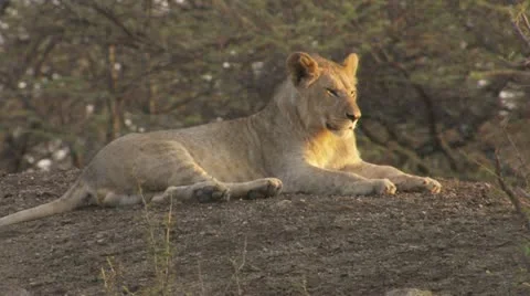 Lion lying in the sun Stock Footage 12653114