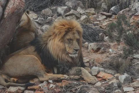 A Lion lying under a rock Stock Photos