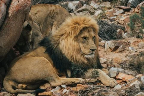 A Lion lying under a rock Stock Photos