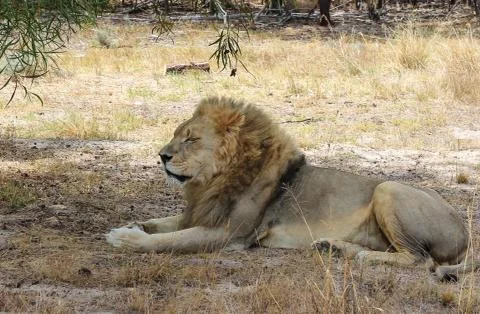 Lion lying under a tree Stock Photos