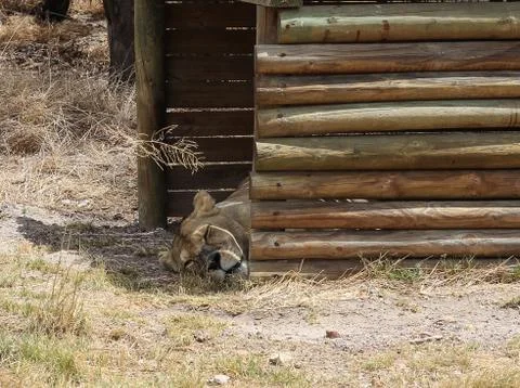 Lion lying under a tree Stock Photos